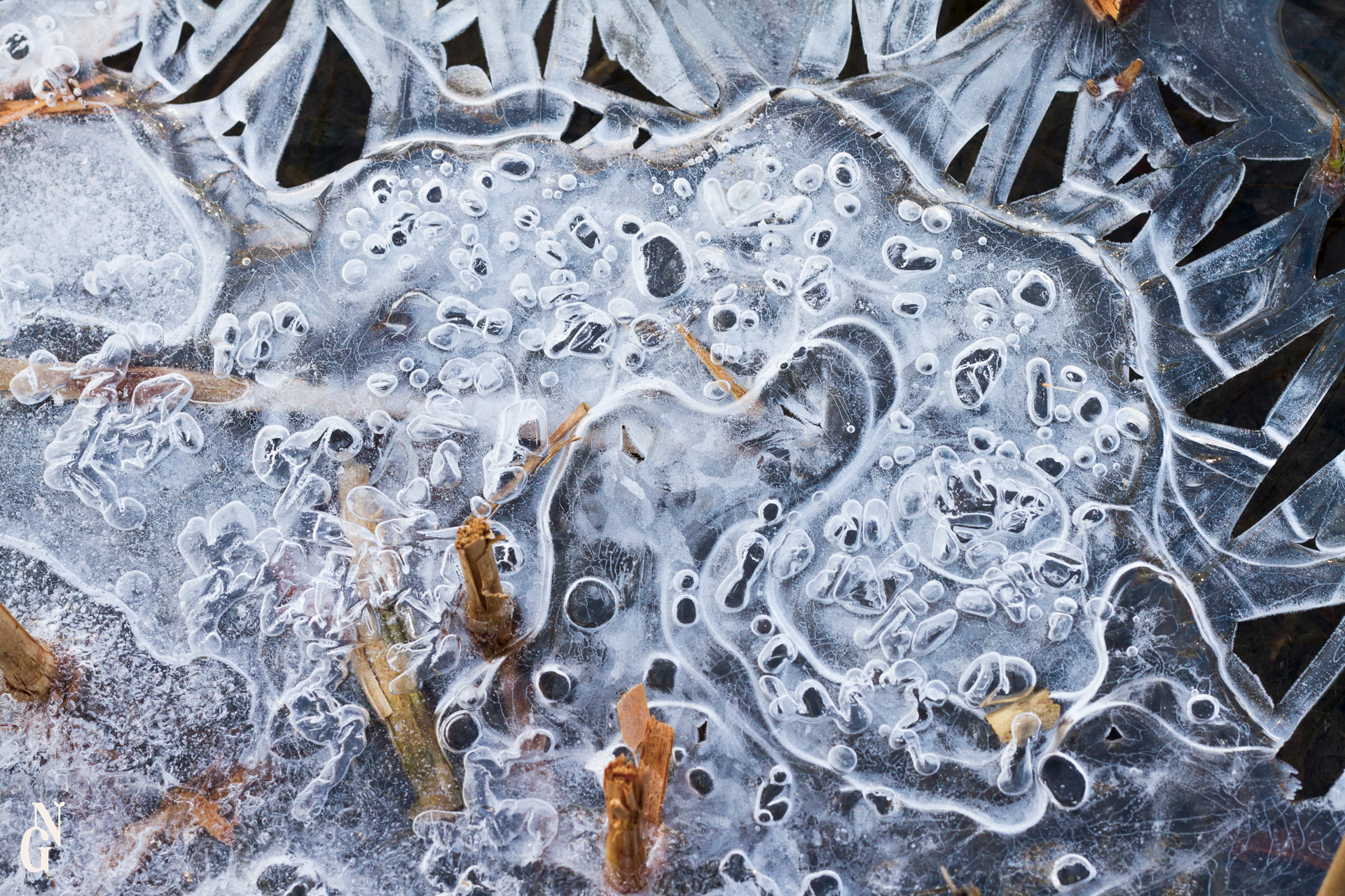 Hiver microscopique exposition 4