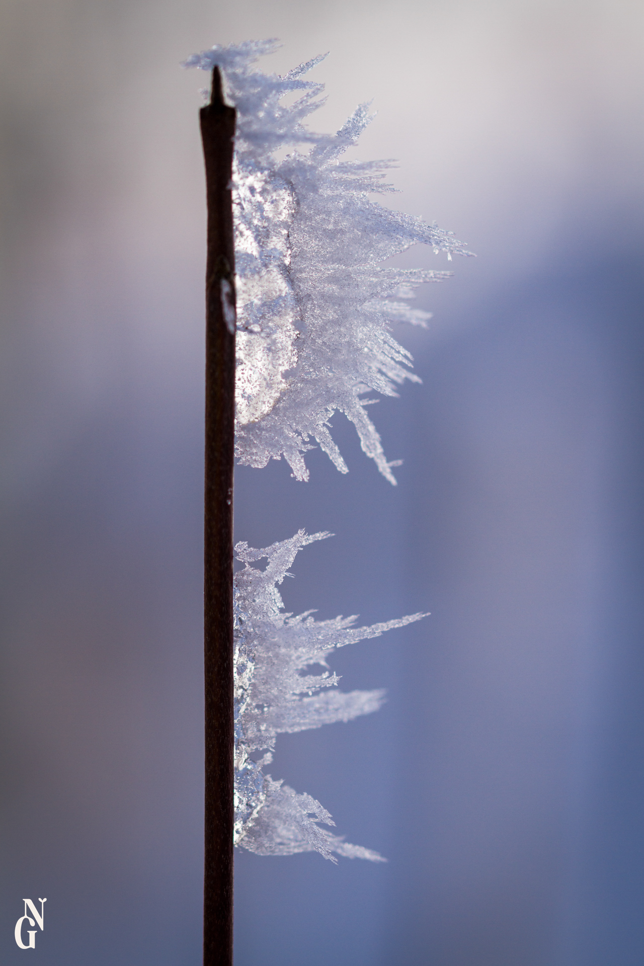 Hiver microscopique exposition 5
