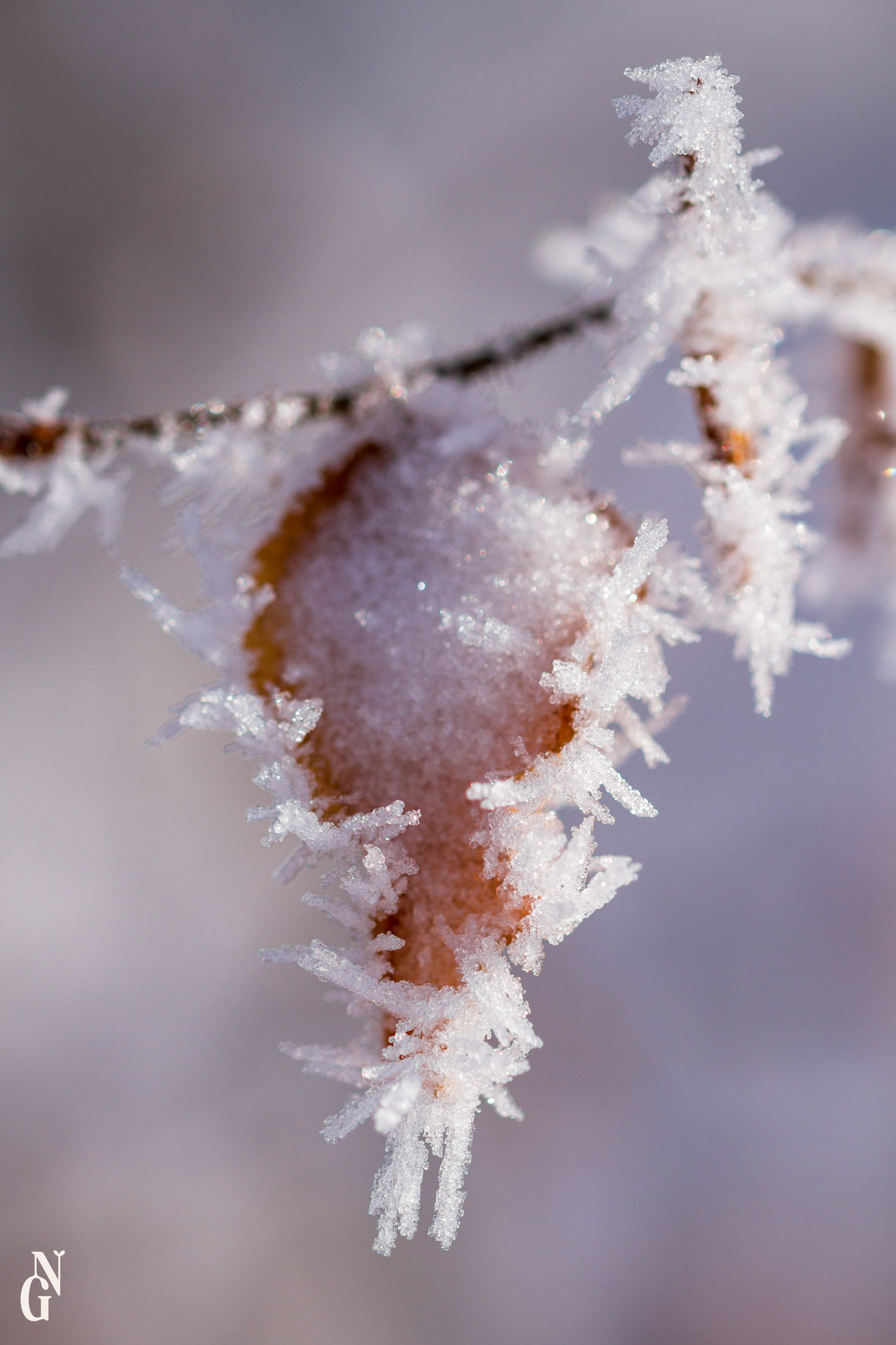 Hiver microscopique exposition 6