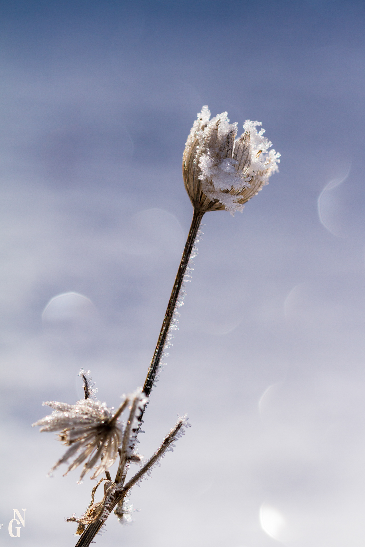Hiver microscopique exposition 7