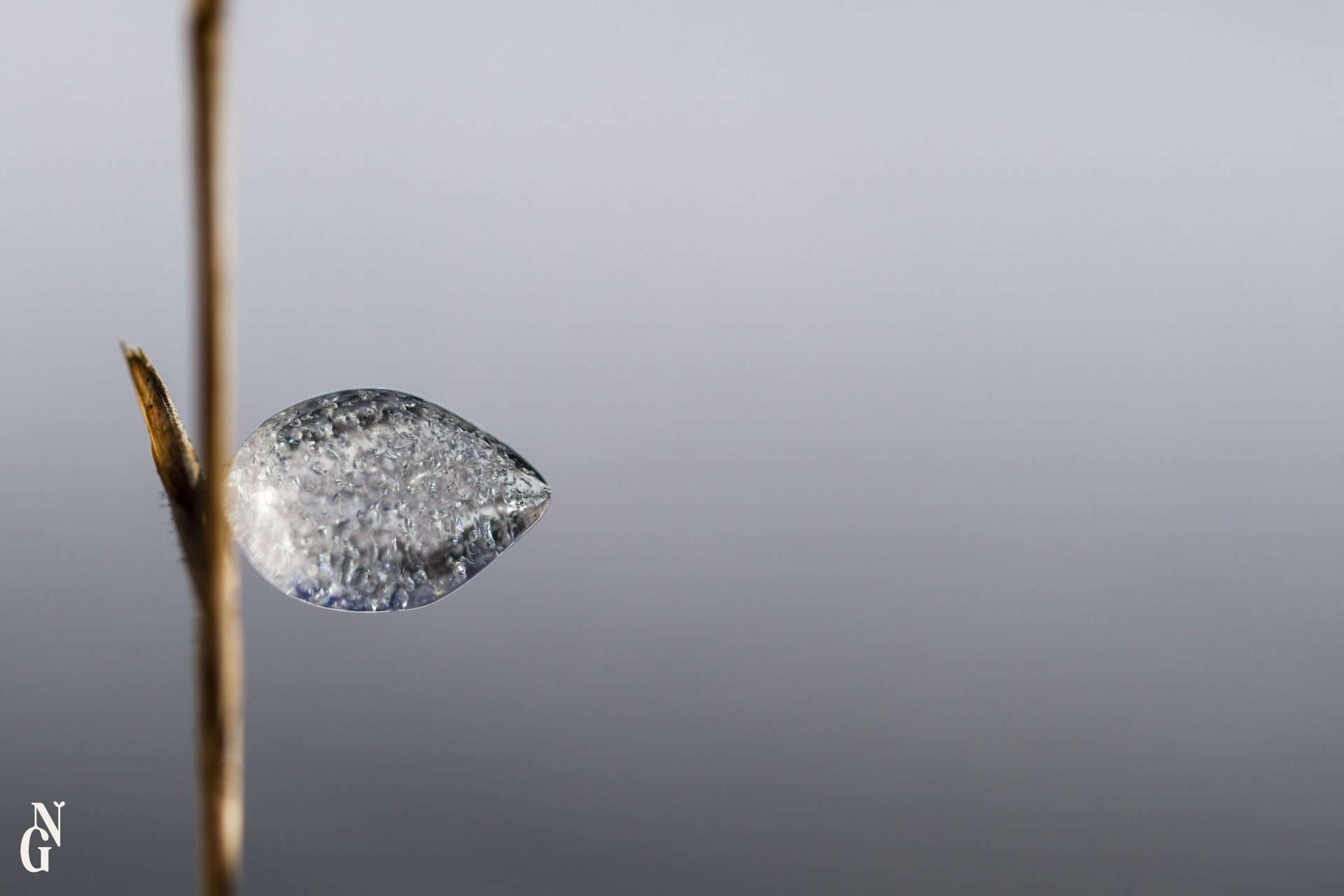Hiver microscopique exposition 8